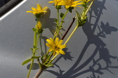 Silphium confertifolium
