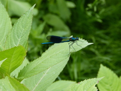 Calopteryx splendens