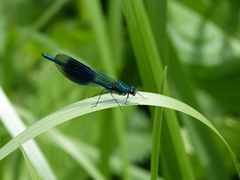 Calopteryx splendens