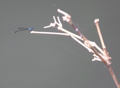 Prodasineura integra