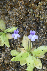 Pinguicula dertosensis