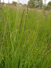 Molinia caerulea caerulea