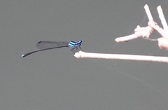 Prodasineura integra