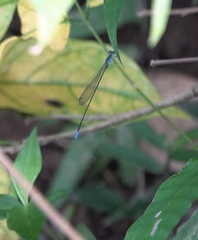 Teinobasis samaritis