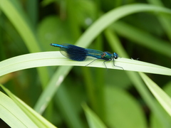 Calopteryx splendens
