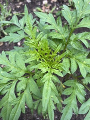 Asteroideae