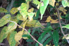 Teinobasis samaritis