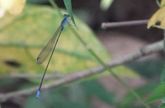 Teinobasis samaritis