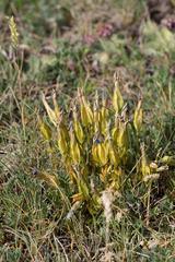 Gentiana verna