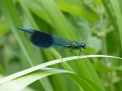 Calopteryx splendens