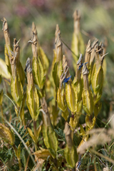 Gentiana verna