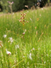 Juncus acutiflorus