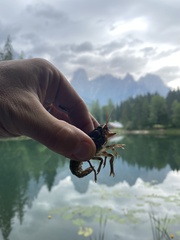 Austropotamobius pallipes