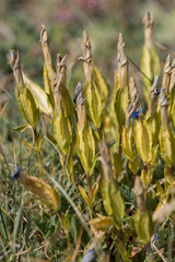 Gentiana verna
