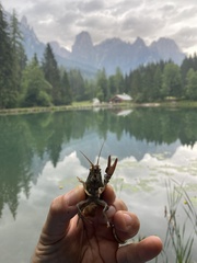 Austropotamobius pallipes