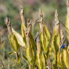 Gentiana verna