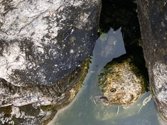 Austropotamobius pallipes