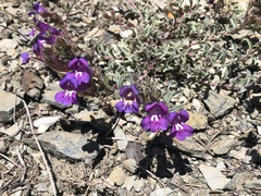 Penstemon purpusii