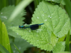 Calopteryx splendens