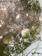 Austropotamobius pallipes