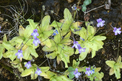 Pinguicula dertosensis
