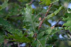 Quercus × andegavensis