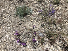Penstemon purpusii