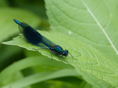 Calopteryx splendens
