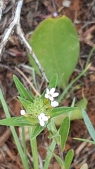 Collomia linearis