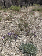 Penstemon purpusii