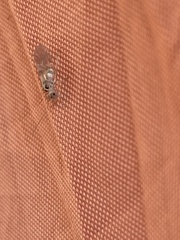 Teliapsocus
