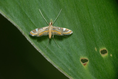 Strepsinoma croesusalis