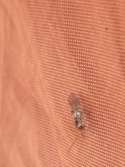 Teliapsocus