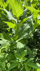 Silphium perfoliatum