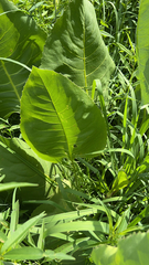 Silphium terebinthinaceum