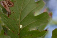 Quercus × andegavensis