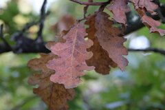 Quercus × andegavensis