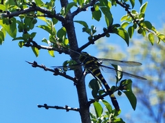 Epophthalmia elegans