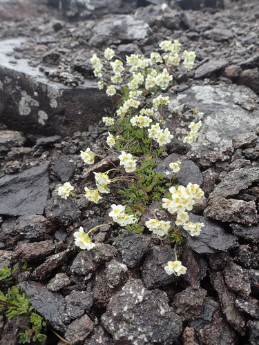 Image of Draba palanderiana by no rights reserved