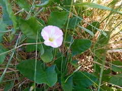 Convolvulus arvensis