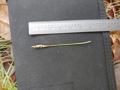 Zoysia pacifica