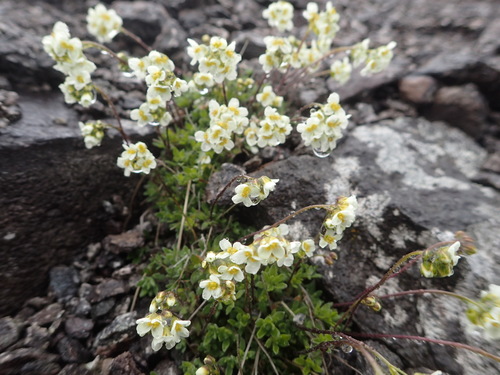 Image of Draba palanderiana by no rights reserved