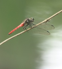 Onychothemis abnormis