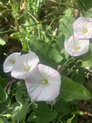 Convolvulus arvensis