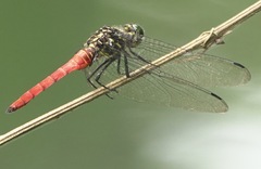 Onychothemis abnormis