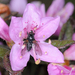 Rhododendron rubropilosum taiwanalpinum - Photo (c) Shipher (士緯) Wu (吳), osa oikeuksista pidätetään (CC BY-NC-SA)