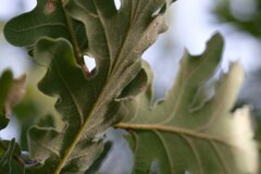 Quercus × andegavensis