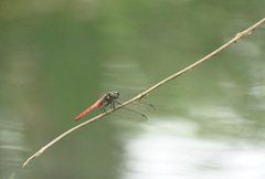 Onychothemis abnormis