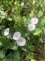 Convolvulus arvensis