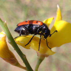 Mylabris quadripunctata